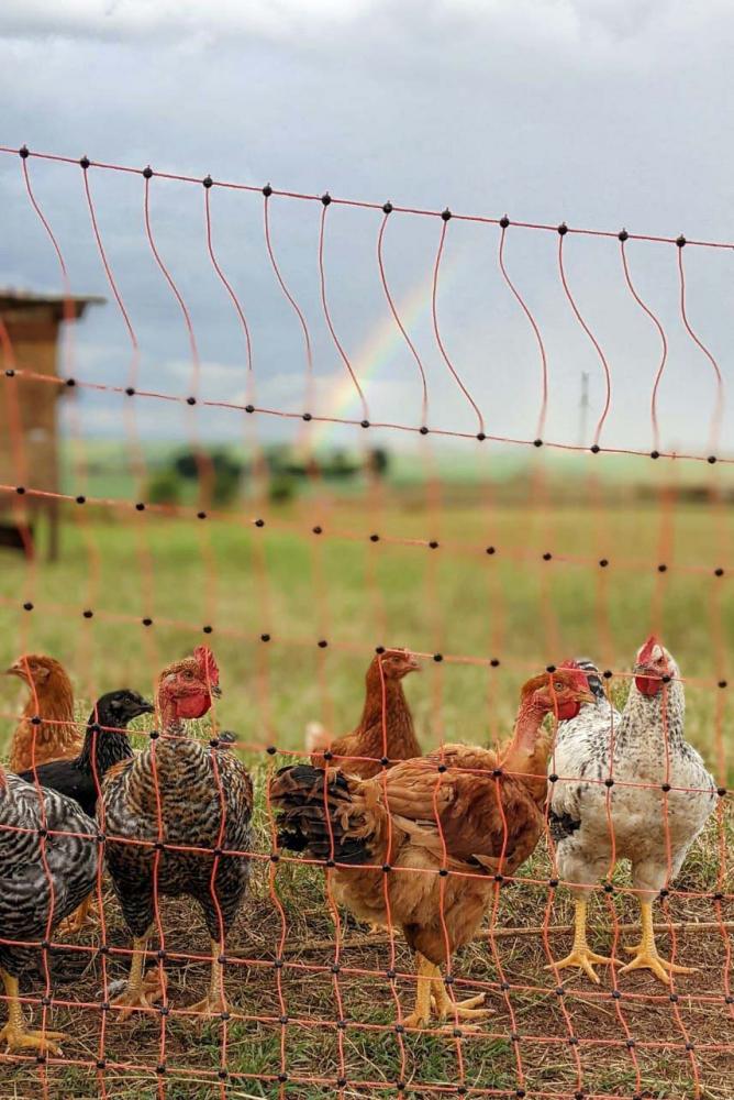 Cerca Elétrica em Sistemas de piquetes para galinhas, ovinos, suínos, bovinos: Aprenda a Usar